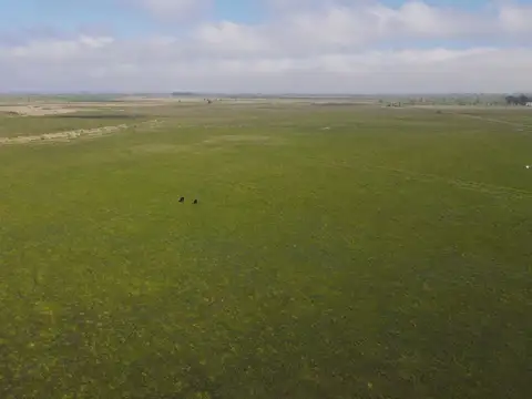 CAMPO AGRÍCOLA GANADERO