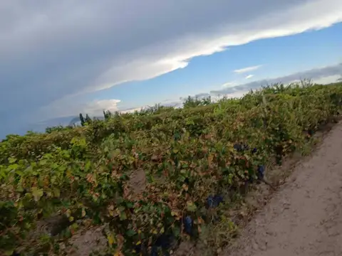 RUTA 143 - CAÑADA SECA - SAN RAFAEL , Piso 0
