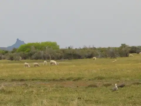 INMOBILIARIA COMODORO - Estancia Productiva próxima a Gobernador Gregores