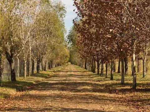 ADG. Lote en El Cardal 3 - Preventa