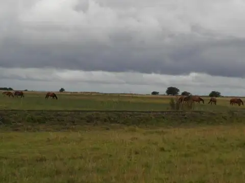 Cod 1048- Campo 176 en General Lavalle (34)