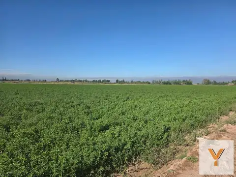 Campo en Venta - 20 hectáreas - Mendoza