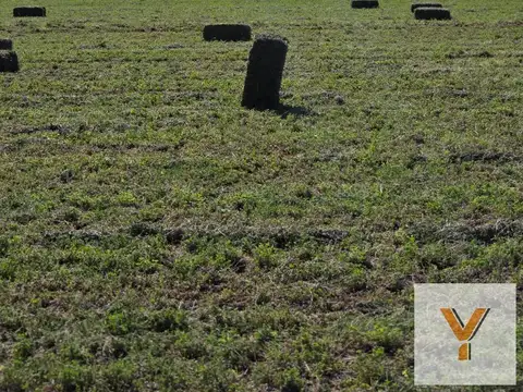 Campo en Venta - 20 hectáreas - Mendoza