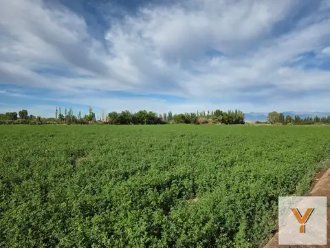 De Los Correa, Lavalle, Mendoza