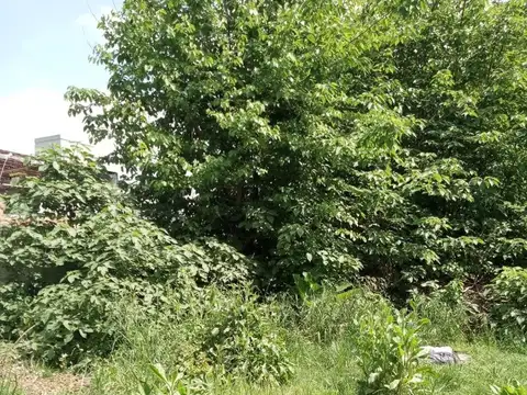 Terreno en Venta de 330,0 m2