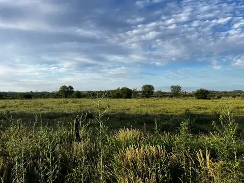 Vendo Campo 24 Has en Autovía 14 Concepción del Uruguay Entre Ríos