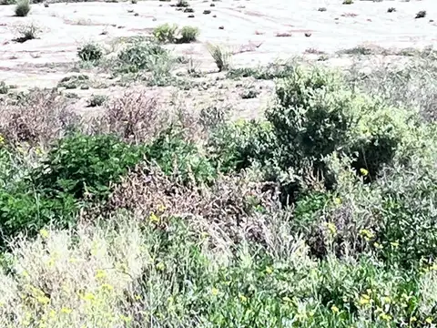 VENTA TERRENO Ruta Provincial 82 y Saenz Peña