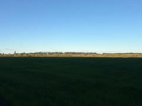 Campo en Venta Agrícola