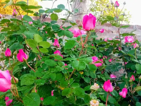 O. V. Andrade 945 - Glew