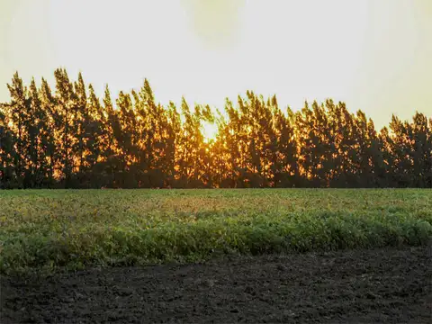 Terreno en Venta en Fighiera, USD 50.000
