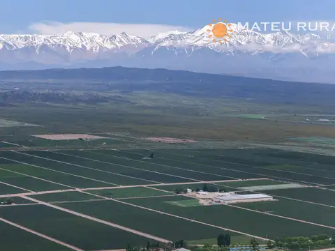 Finca con viñedos en Lujan de Cuyo