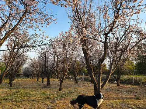Campo en Venta de 76  ha