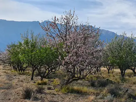 Campo en Venta Chacra