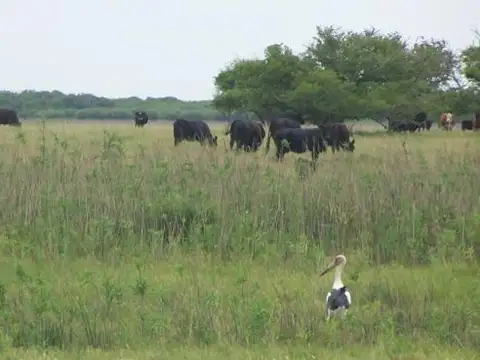 Campo ganadero en General Lavalle - SC728