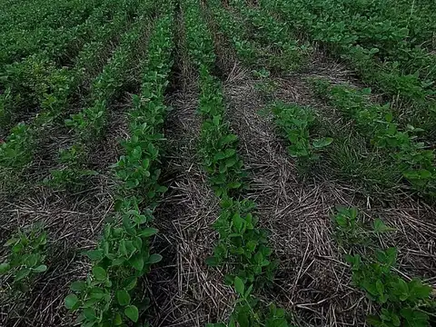26 Has. de campo agrícola en Feliciano, Entre Ríos