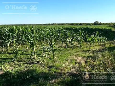 Campo en venta de 520 has mixtas en Entre Rios