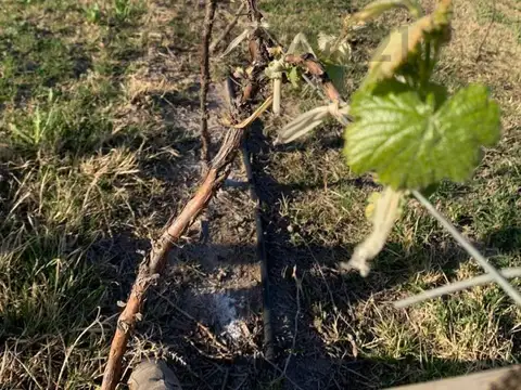 Terreno en Venta en Cuadro Benegas, USD 32.000