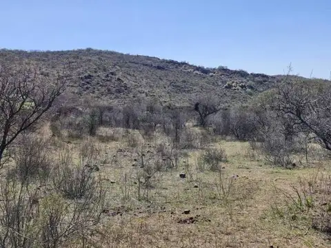 Guzman 1400