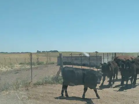 Arrendamiento: Excepcional campo ganadero de 560has - A 20km de Bahía Blanca