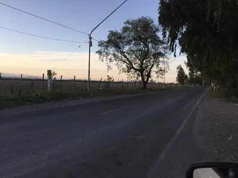 Lemos 100