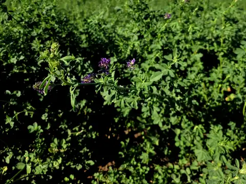 Campo en Venta Agrícola
