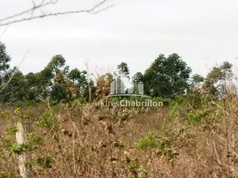 Campo Forestal En Venta