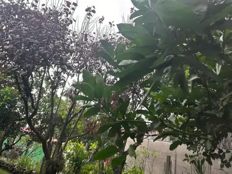 Lote Maschwitz Cod: 11233