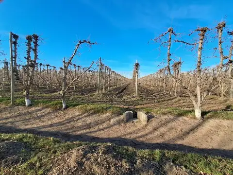 VENTA DE CHACRA PRODUCCIÓN DE EXPORTACIÓN