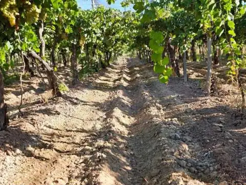 VENTA  FINCA 12 HECTAREAS CAMPO VIDAL TUPUNGATO