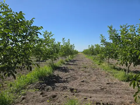 VENTA  FINCA 12 HECTAREAS CAMPO VIDAL TUPUNGATO