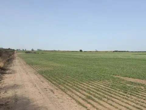 VENTA DE CAMPO AGRICOLA 1000- GANAD. 256 HECTAREAS