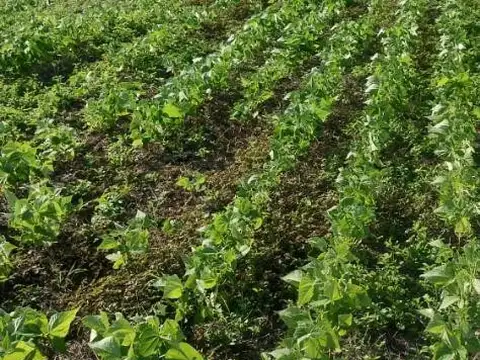 Venta Finca en Embarcacion