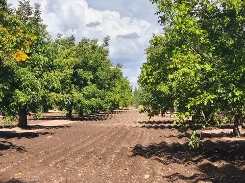 Venta Finca 14 has Nogales San Carlos Valle de Uco