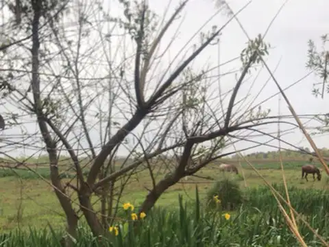 CALLE ESPAÑA (LOTEOS APROBADO)