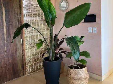 presidente peron  al 1600