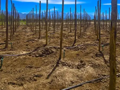 Terreno en El Cepillo