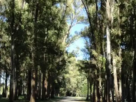 Haras San Pablo 100