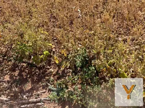 Campo en venta - 719 Hectáreas - Salta