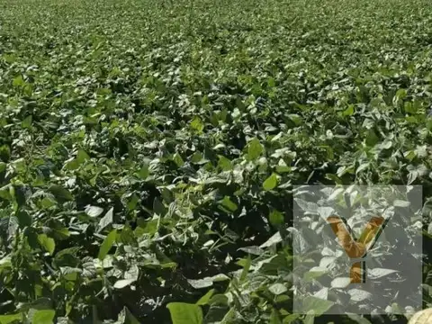 Campo en venta - 719 Hectáreas - Salta