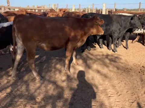 Campo en venta - 719 Hectáreas - Salta