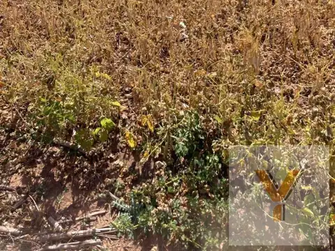 Campo en venta - 719 Hectáreas - Salta