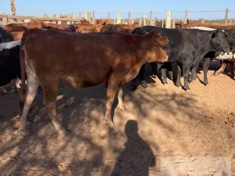 Campo en venta - 719 Hectáreas - Salta
