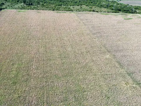 Vendo Campo 22 Has en Colonia Los Ceibos Entre Ríos