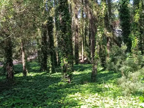 Almafuerte