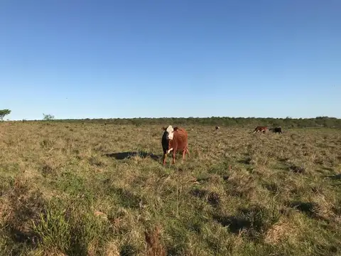 VENTA CAMPO AGRICOLA GANADERO SAN SALVADOR ENTRE RIOS