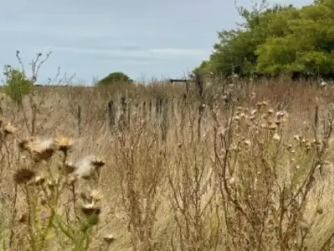 Campo Mixto De 195 Hectáreas En Madariaga