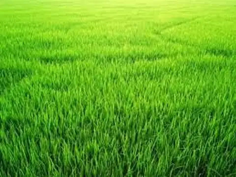 Calle San Francisco S/n