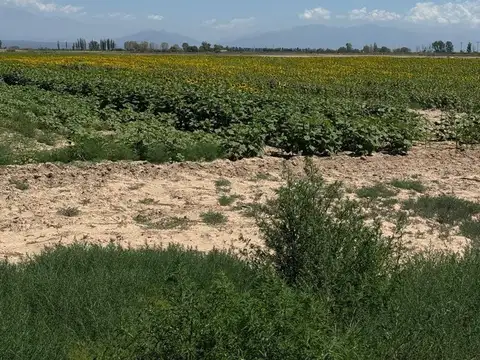 VENTA FINCA 120 HECTÁREAS  CARRIZAL LUJAN DE CUYO
