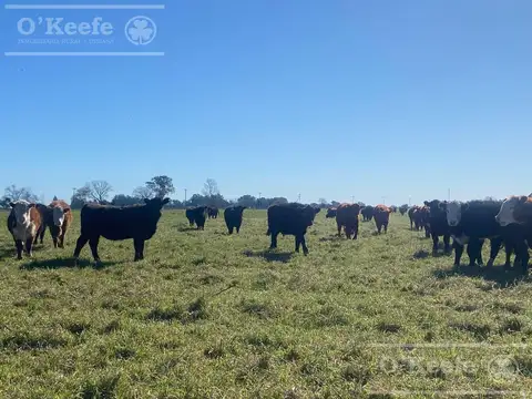 Chacra en venta 56 has en Verónica