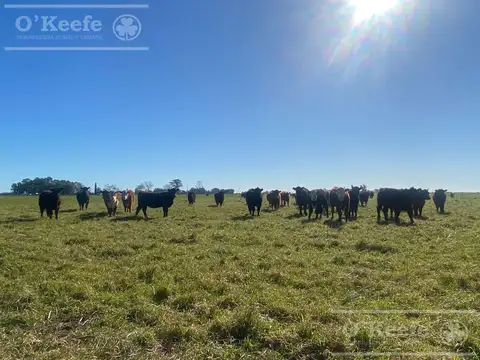 Chacra en venta 56 has en Verónica